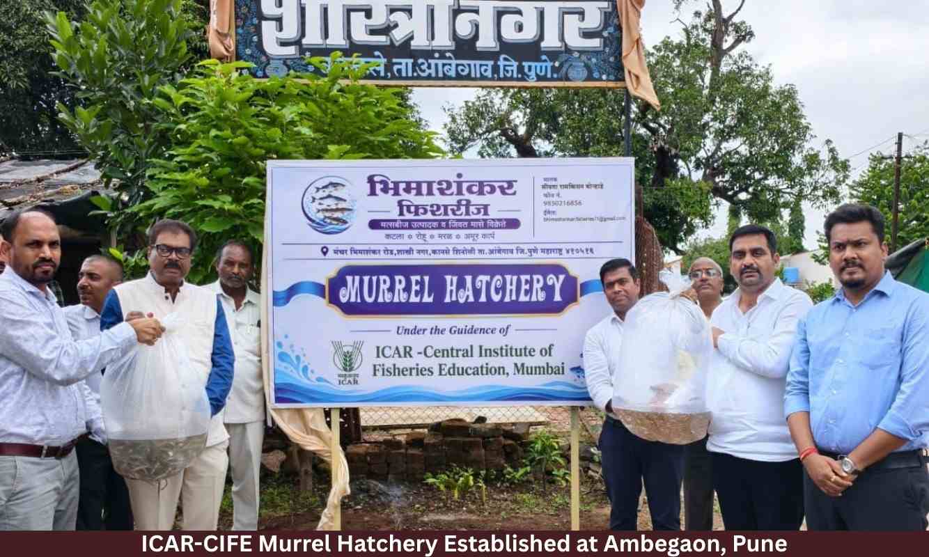 ICAR-CIFE Murrel Hatchery Established at Ambegaon, Pune